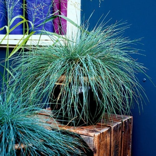 Niebieska Trawa Kostrzewa Sina 200 nasion