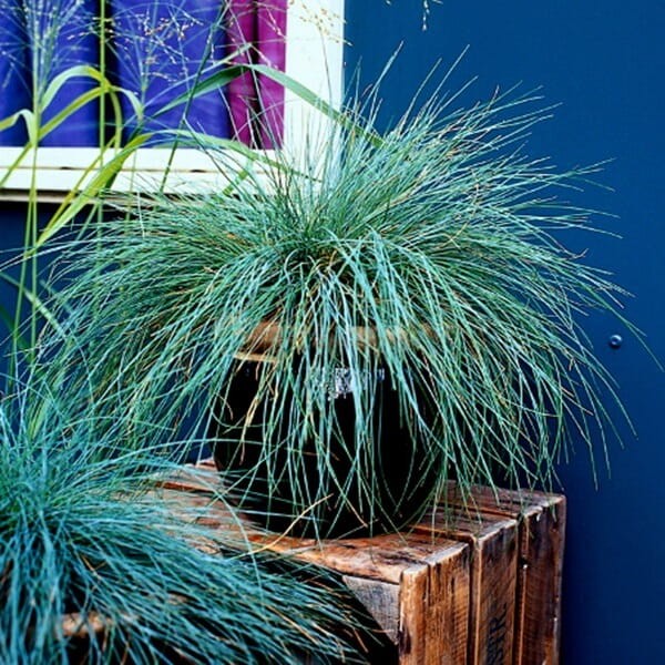 Niebieska Trawa Kostrzewa Sina (Festuca glauca) 200 nasion (3).jpg