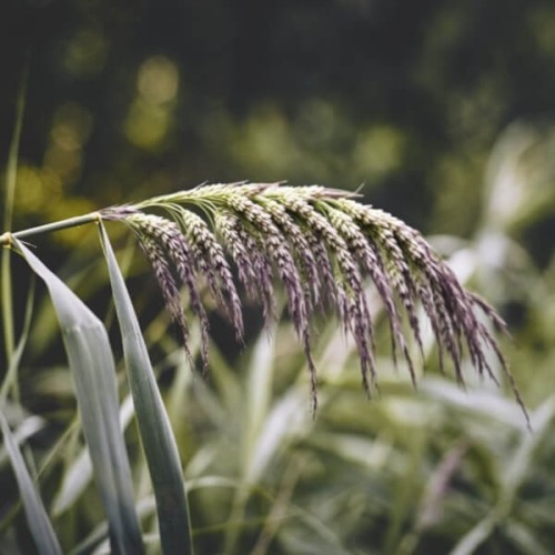 Proso fioletowe nasiona 3g