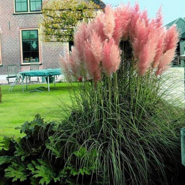 Trawa pampasowa różowa (Cortaderia selloana Rosea) 0,1g (4).jpg