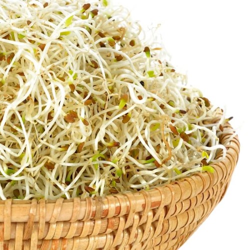 BIO Lucerna - nasiona na kiełki ekologiczne 20g