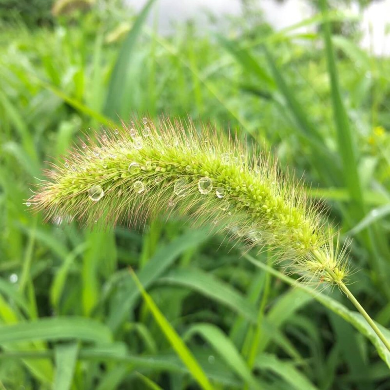 Włośnica wielkokłosowa zielona (Setaria macrostachya) nasiona 2g (2).jpg
