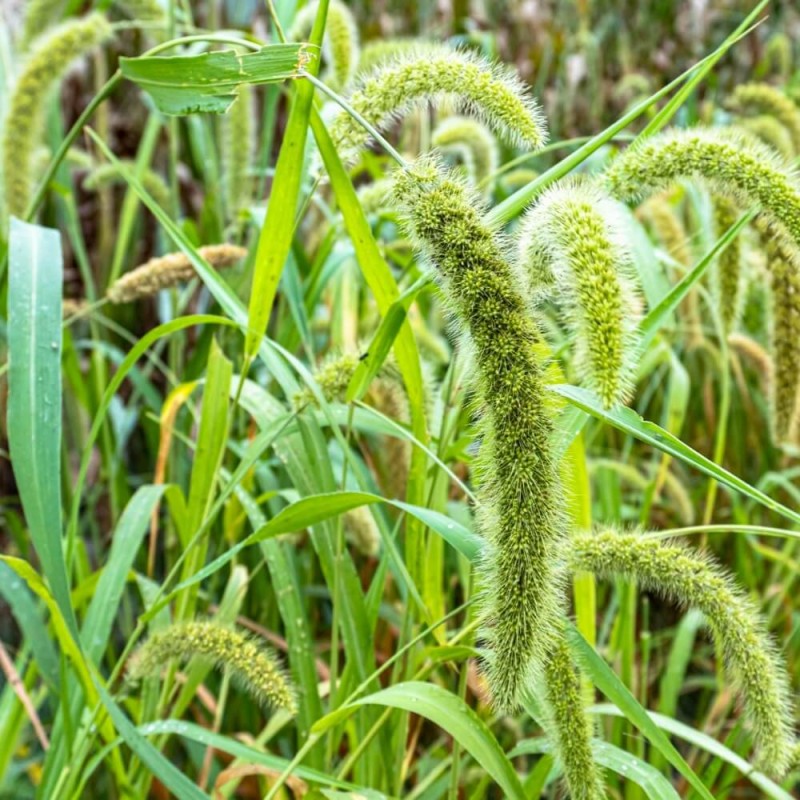 Włośnica wielkokłosowa zielona (Setaria macrostachya) nasiona 2g (3).jpg