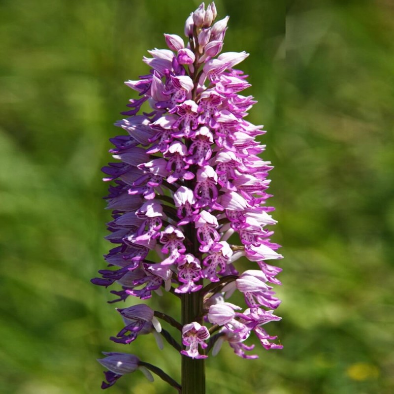 Storczyk Małpi (Orchis simia) nasiona 5 szt (1).jpg