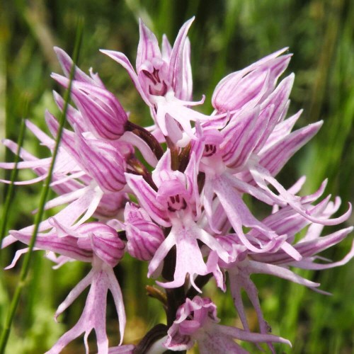 Storczyk Małpi nasiona