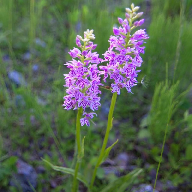 Storczyk Małpi (Orchis simia) nasiona 5 szt (3).jpg