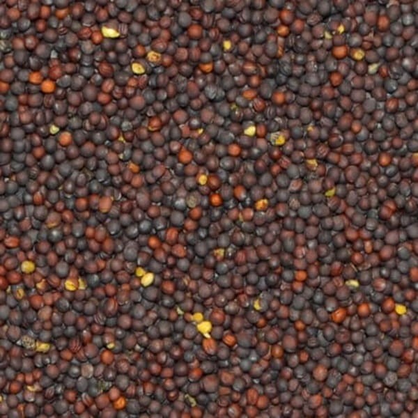 Poplony - Zielony Nawóz Ekologiczny - Rzepik ozimy Brachina (1000 g) (2).jpg