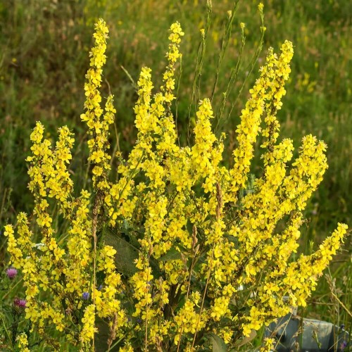 Rzepik ozimy Brachina nasiona na poplon
