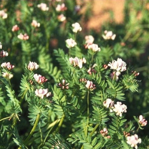 Seradela nasiona na poplon