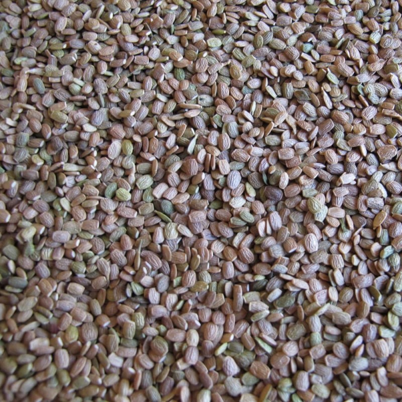 Poplony - Zielony Nawóz Ekologiczny - Seradela (500 g) (2).jpg