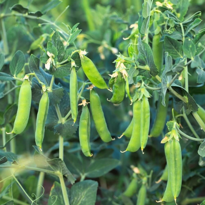 Poplony - Zielony Nawóz Ekologiczny - Peluszka - Groch Pastewny Siewny (1000 g) (1).jpg