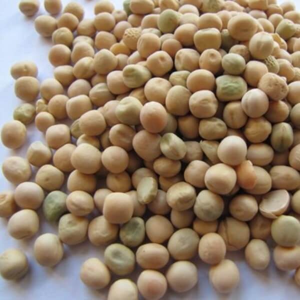 Poplony - Zielony Nawóz Ekologiczny - Peluszka - Groch Pastewny Siewny (1000 g) (2).jpg