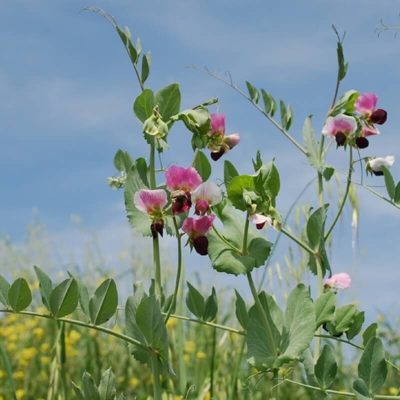 Poplony - Zielony Nawóz Ekologiczny - Peluszka - Groch Pastewny Siewny (1000 g) (3).jpg