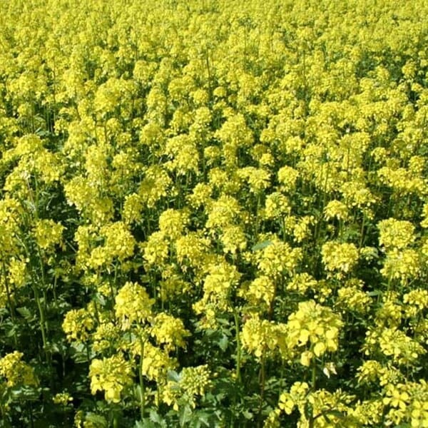 Poplony - Zielony Nawóz Ekologiczny - Gorczyca biała Bardena (1000 g) (2).jpg