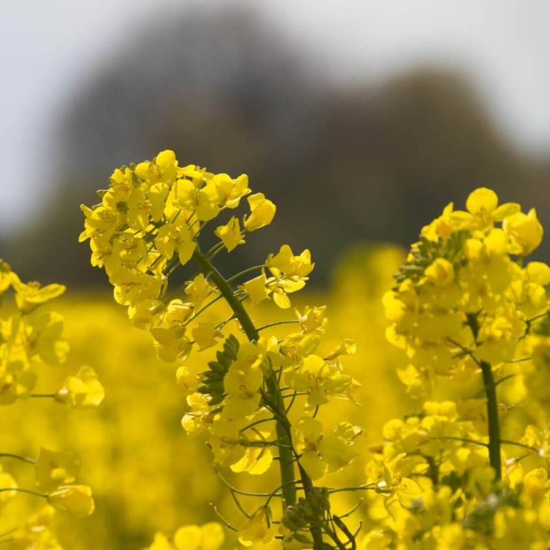 Poplony - Zielony Nawóz Ekologiczny - Gorczyca biała Bardena (1000 g) (3).jpg