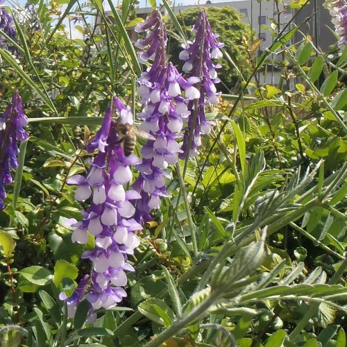 Wyka Jara nasiona na poplon