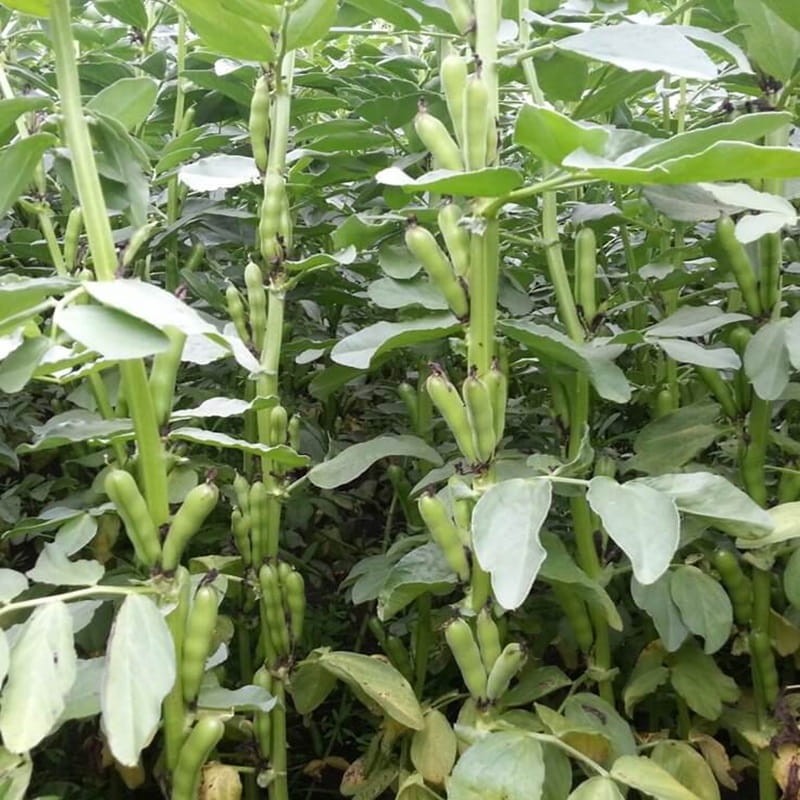 Poplony - Zielony Nawóz Ekologiczny - Bobik (1000 g) (2).jpg