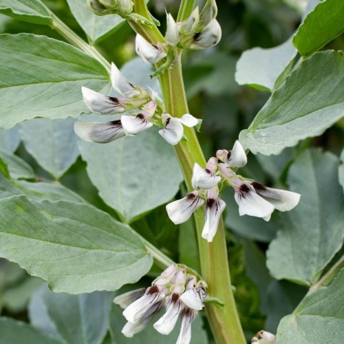 Bobik nasiona na poplon