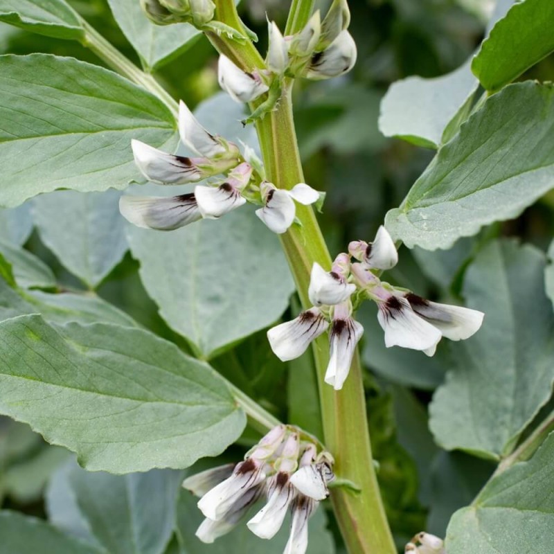 Poplony - Zielony Nawóz Ekologiczny - Bobik (1000 g).jpg