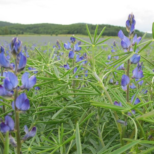 Łubin wąskolistny słodki nasiona na poplon