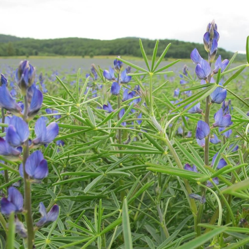 Poplony - Zielony Nawóz Ekologiczny - Łubin wąskolistny słodki (1000 g) (1).jpg