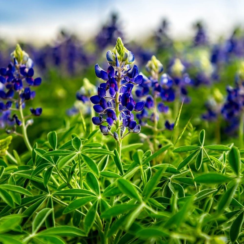 Poplony - Zielony Nawóz Ekologiczny - Łubin wąskolistny słodki (1000 g) (3).jpg