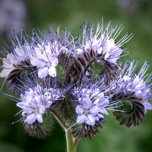 Facelia błękitna nasiona na poplon