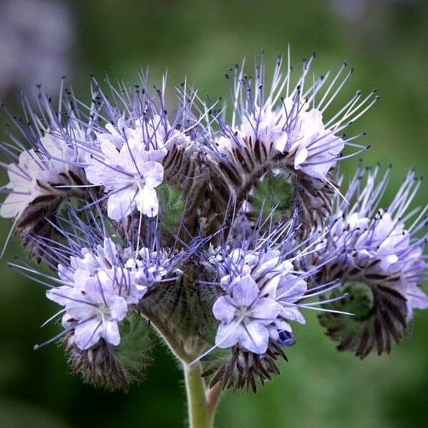 Poplony - Zielony Nawóz Ekologiczny - Facelia błękitna (500g) (2).jpg