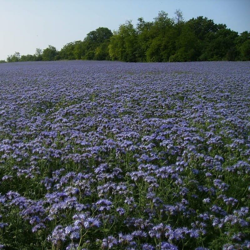 Poplony - Zielony Nawóz Ekologiczny - Facelia błękitna (500g) (1).jpg