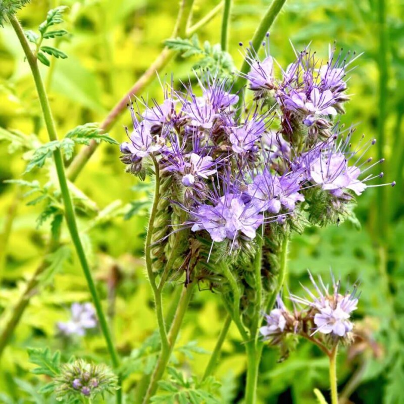 Poplony - Zielony Nawóz Ekologiczny - Facelia błękitna (500g).jpg