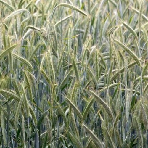 Żyto Ozime nasiona na poplon