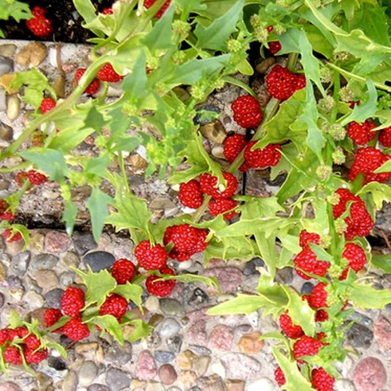 Komosa Rózgowa Szpinak Truskawkowy (Chenopodium foliosum) nasiona 0,1g (2).jpg