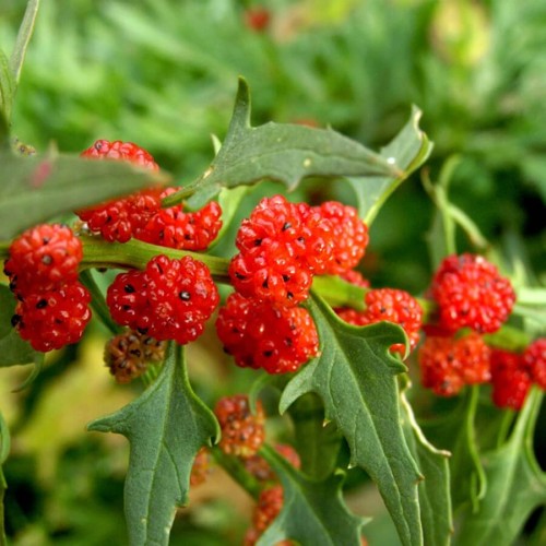 Komosa Rózgowa Szpinak Truskawkowy nasiona 0,1g