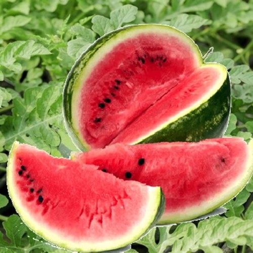 Arbuz Rosario Kawon nasiona 1g