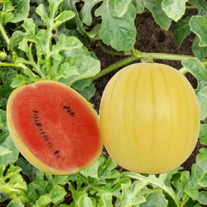 Arbuz Złoto Wolicy Kawon Żółty (Citrullus vulgaris) nasiona 0,5g (1).jpg