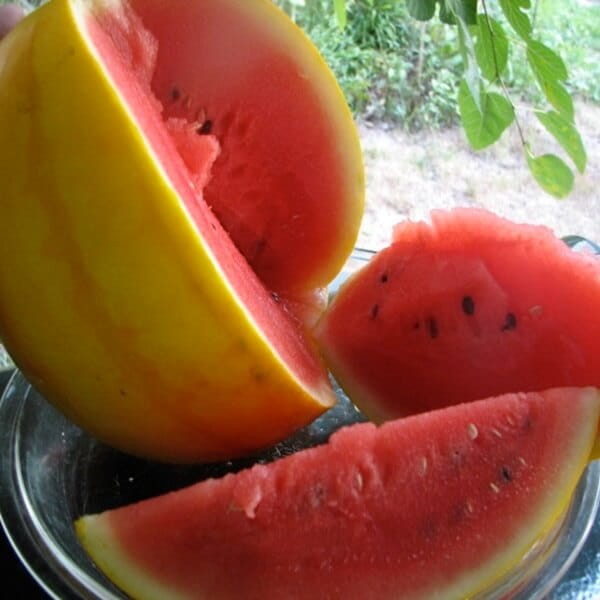 Arbuz Złoto Wolicy Kawon Żółty (Citrullus vulgaris) nasiona 0,5g (2).jpg