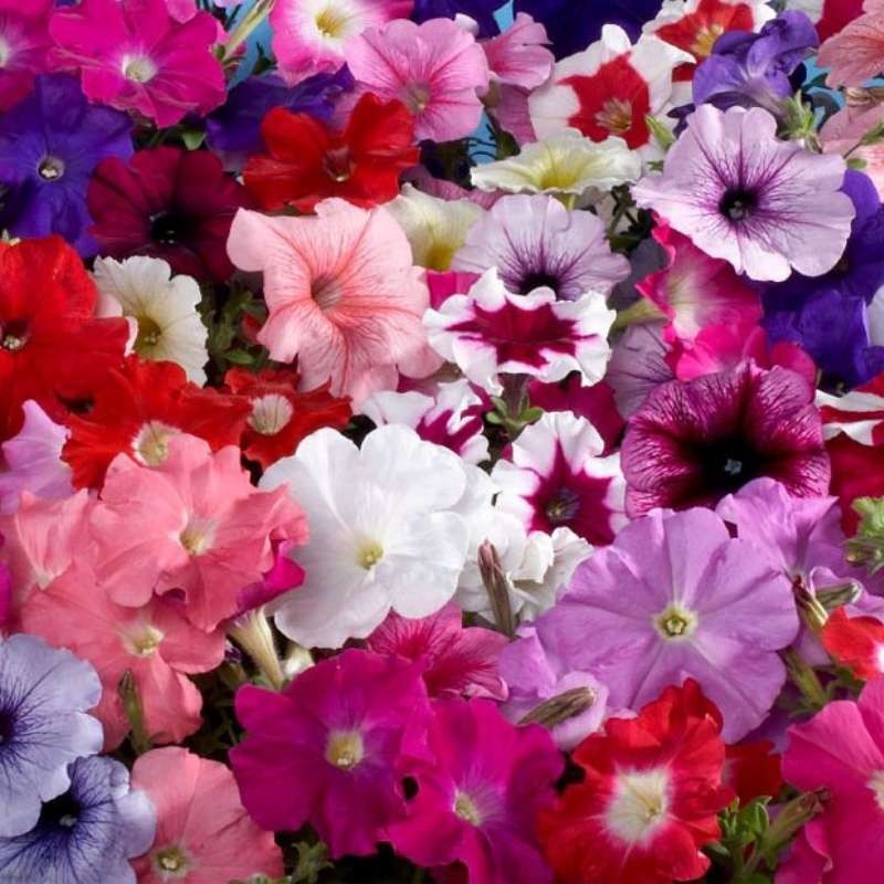 Petunia ogrodowa mieszanka nasiona 0,1g (1).jpg