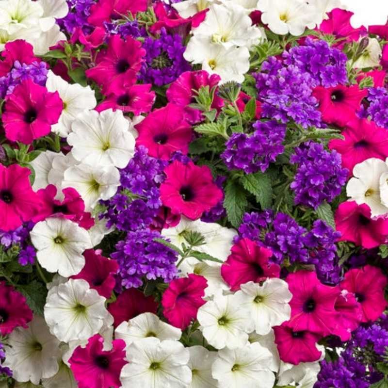 Petunia ogrodowa mieszanka nasiona 0,1g (3).jpg
