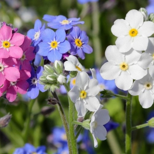 Niezapominajka alpejska mieszanka nasiona 0,5g