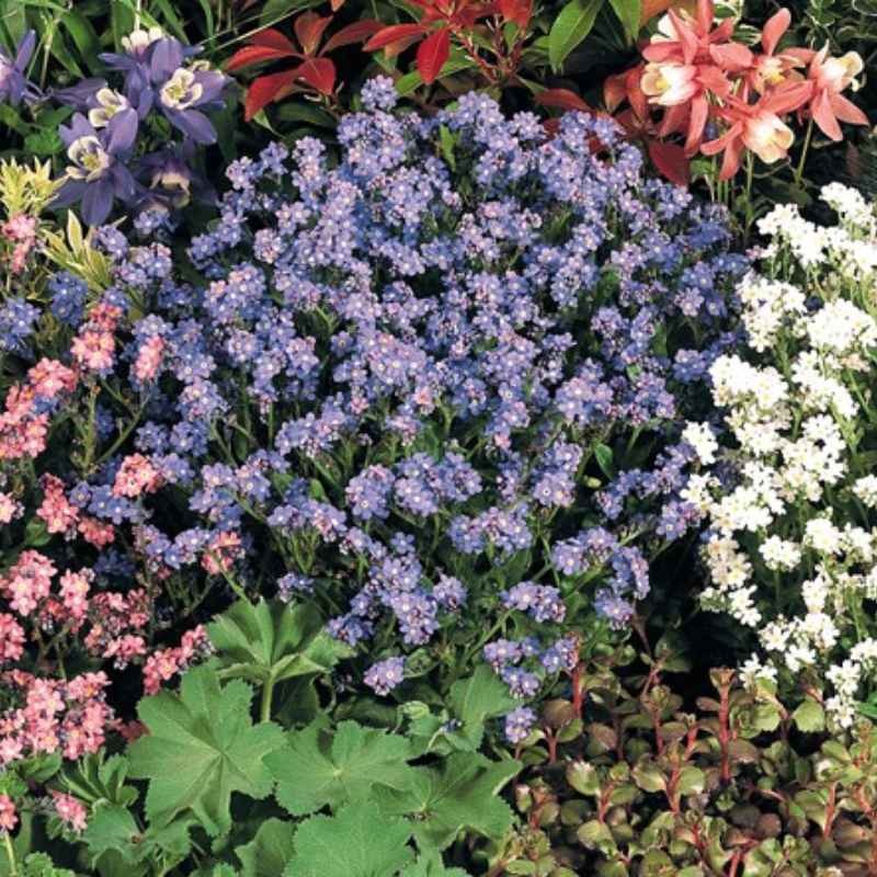 Niezapominajka alpejska mieszanka nasiona 0,5g (3).jpg