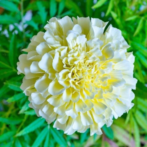 Aksamitka wielkokwiatowa Kilimajaro 0,3g