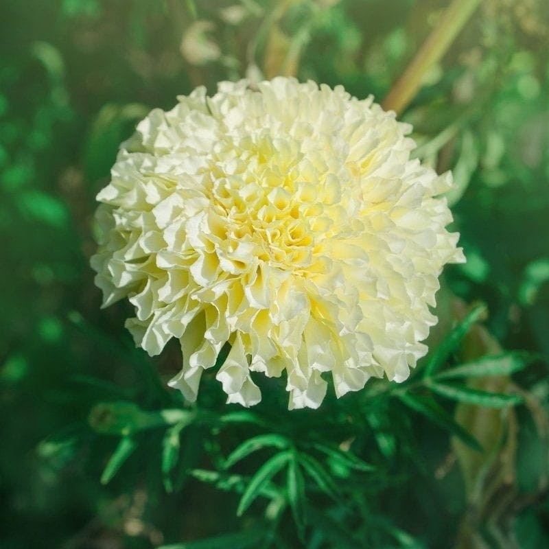 Aksamitka wielkokwiatowa Kilimajaro nasiona 0,3g (3).jpg