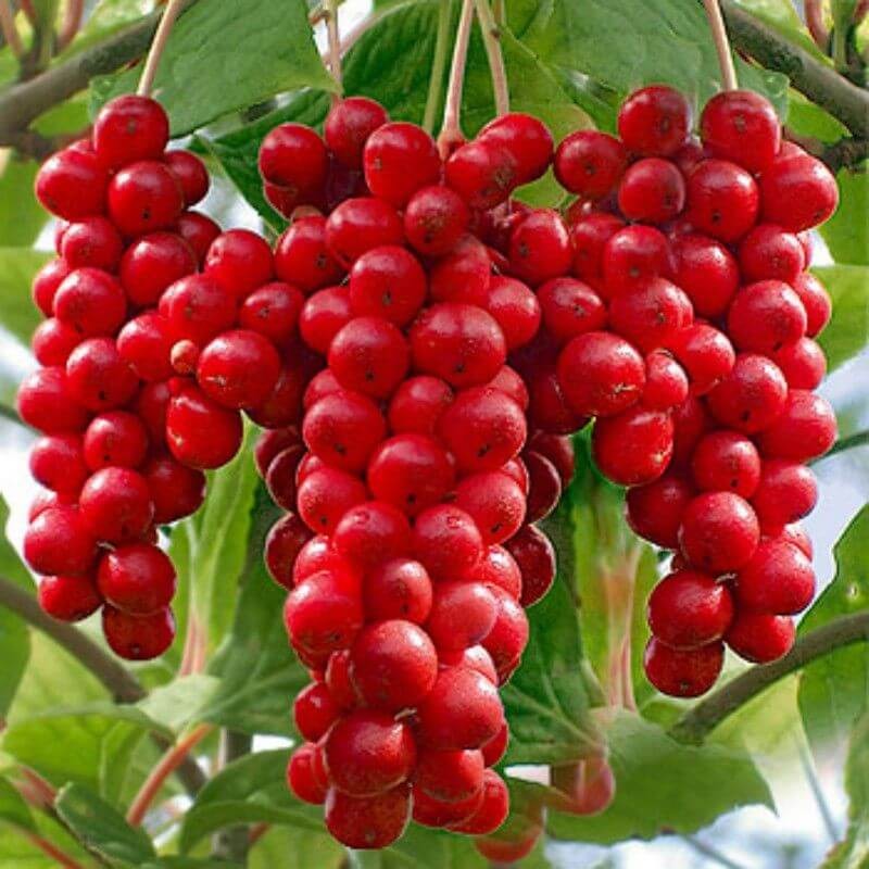 Cytryniec chiński (Schisandra chinensis) nasiona (1).jpg