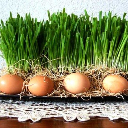 Owies Wielkanocny - zielony 20g