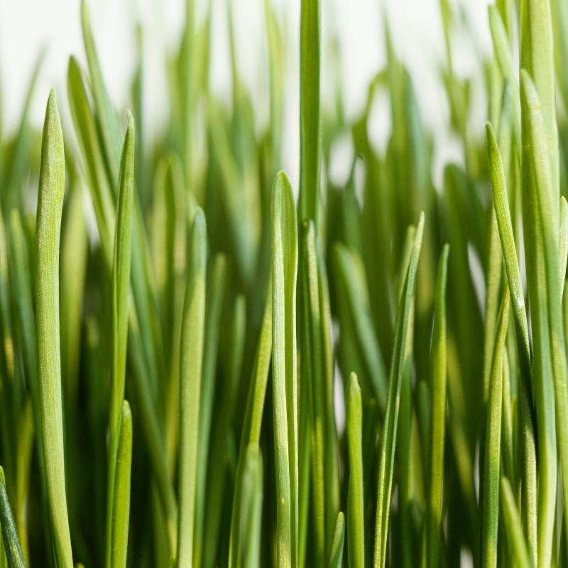 Owies wielkanocny zielony nasiona 20g (3).jpg