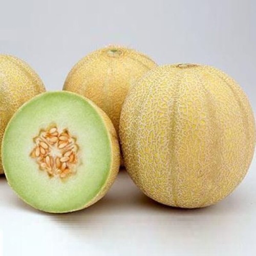 Melon Model nasiona 1g