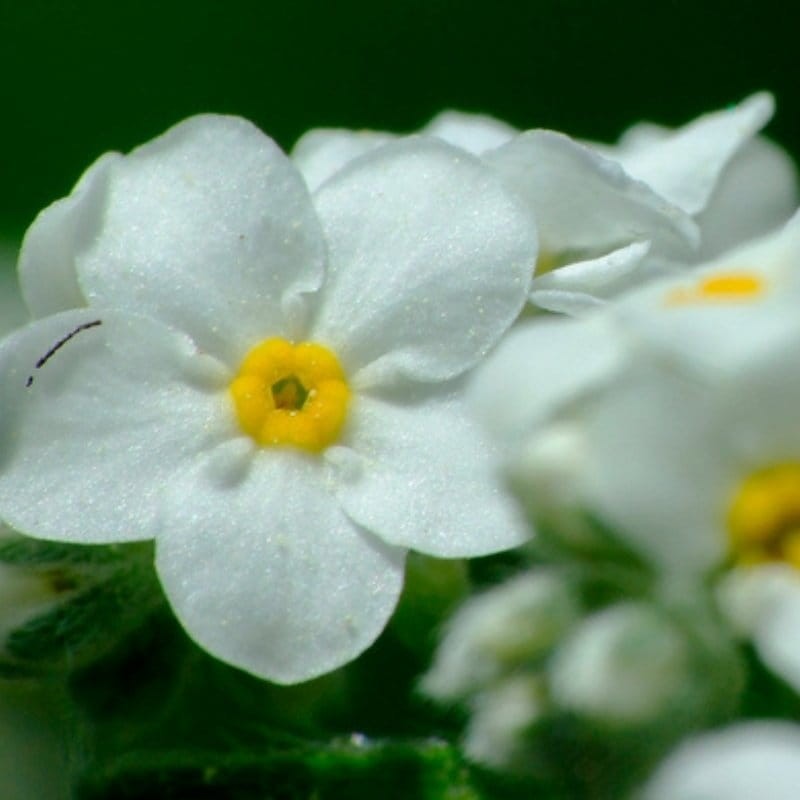 Niezapominajka alpejska biała nasiona 0,30g (1).jpg