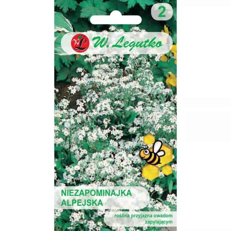 Niezapominajka alpejska biała nasiona 0,30g (2).jpg