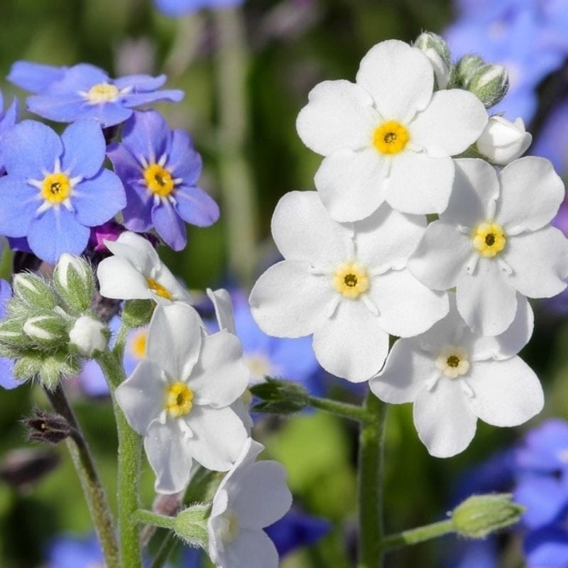 Niezapominajka alpejska biała nasiona 0,30g (3).jpg