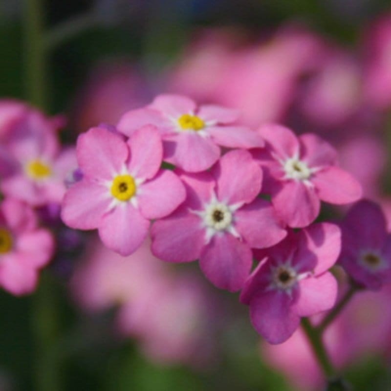 Niezapominajka alpejska różowa nasiona 0,3g (1).jpg